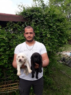 Labrador Yavrularımız 2