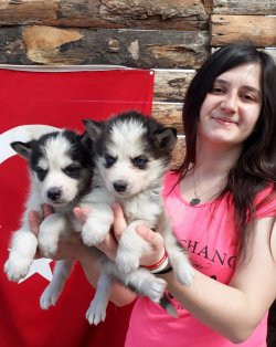 Husky Yavruları Aşılı Karneli 1