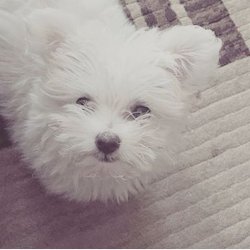 A Kalite Maltese Yavrular 1