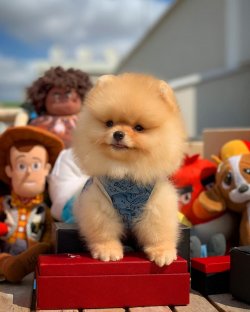 Aynı Gün Kapıda Ödemeli Gönderim Ile Pomeranian Boo Yavrularımız 2
