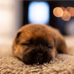 Satılık Chow Chow Çi̇n Aslanı Yavrularımız Afyondan 4