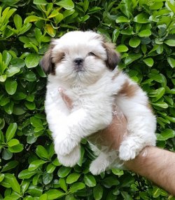 SHİH TZU YAVRULARI 4