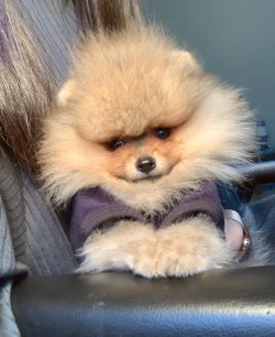 Pomeranian Boo Safkan Boo Garantili Asili Eğitimli Yavrular 2