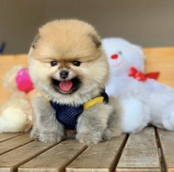 Büyümeyen Irk Pomeranian Boo Ayıcık Surat 4