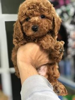 DÜNYA TATLISI POODLE YAVRULARI 2