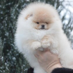 TEDDY BEAR AYI SURAT POMERANİAN IRK GARANTİLİ 3