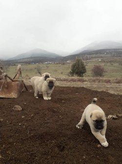 Kangal Yavru Dişi Ve Erkek 4