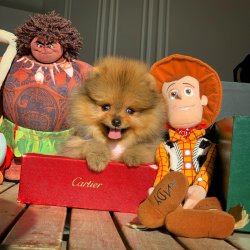 Küt Burun PomeranianBoo Kızımız 3