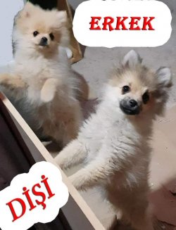 ÇOK TATLI POMERİAN 1
