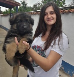 Çiftliğimizden Alman Kurdu Yavrularımız 5
