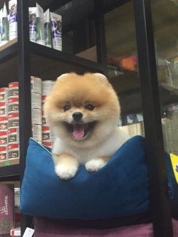 POMERANİAN BOO 1