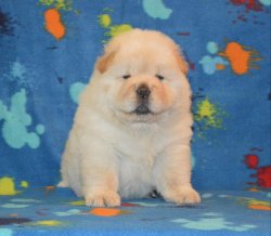 Satılık Chow Chow Yavrularımız 3