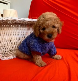 Toy Poodle Yavrular 1
