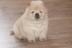 Satılık Chow Chow Yavrusu 4
