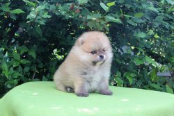 Üreticiden Mükemmel Safkan Irk Garantili Pomeranian Yavrularimiz 2