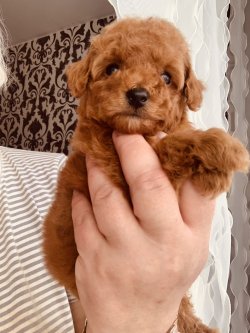 MİNYATÜR VE TOY RED POODLE BEBEKLER 1