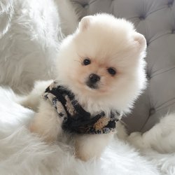 Satılık Pomeranian Boo Teddy Bear Yavrular 4