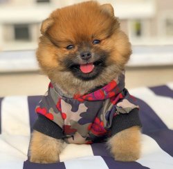 Orijinal Teacup Boy PomeranianBoo Oğlumuz 1