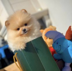 Orijinal Teddybear Yüz Yapısına Sahip Pomeranianboo Yavruları 5