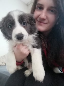 Son Dişi Blue Border Collie Yavrumuz 1