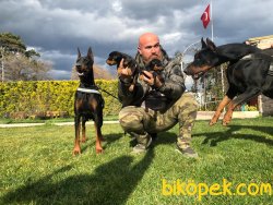 King Doberman Alan Koruma Bodiguard Köpeği Yavrularım 1