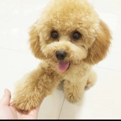 Gerçek Oyuncak Poodle 1