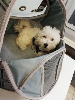 Maltipoo Yavrular 1