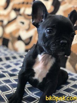 1 Dişi Tiger 1 Erkek Düzsiyah French Bulldog Yavrularımız 4