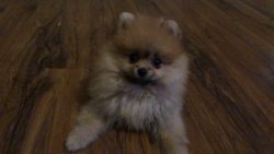 Dişi Pomeranian 4