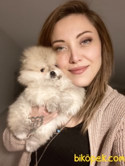 Orjinal Pomeranian Yavruları İçin İletişime Geçin 1