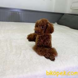 5.5 AYLIK ORJİNAL KOYU KIRMIZI ERKEK TOY POODLE 4