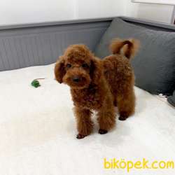 5.5 AYLIK ORJİNAL KOYU KIRMIZI ERKEK TOY POODLE 2