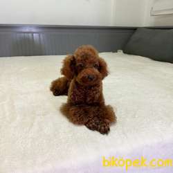5.5 AYLIK ORJİNAL KOYU KIRMIZI ERKEK TOY POODLE 3