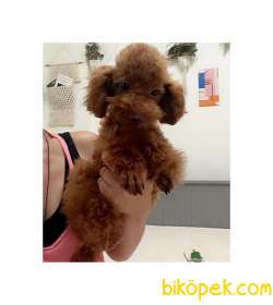 5.5 AYLIK ORJİNAL KOYU KIRMIZI ERKEK TOY POODLE 1
