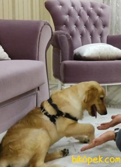 5,5 Aylık Sevimli Golden Retriever 3