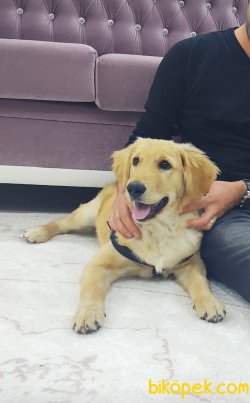 5,5 Aylık Sevimli Golden Retriever 1