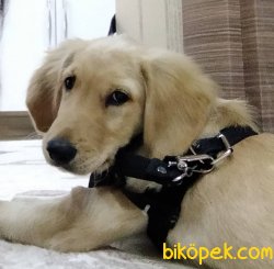 5,5 Aylık Sevimli Golden Retriever 2