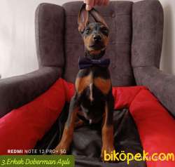 5 Adet Erkek Safkan Doberman Yavrular 4