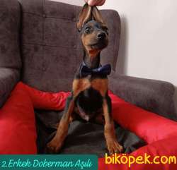 5 Adet Erkek Safkan Doberman Yavrular 2