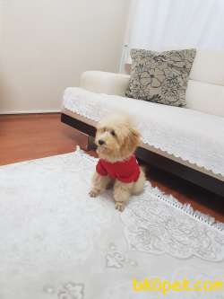 5 Aylık Aplicort Toy Poodle 4