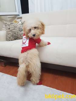 5 Aylık Aplicort Toy Poodle 1