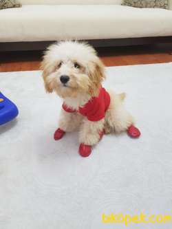 5 Aylık Aplicort Toy Poodle 3