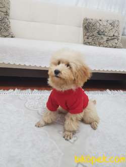 5 Aylık Aplicort Toy Poodle 2