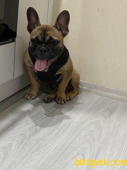 5 Aylık Aşırları Tam French Bulldog 3