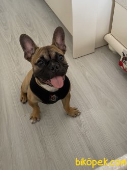 5 Aylık Aşırları Tam French Bulldog 1