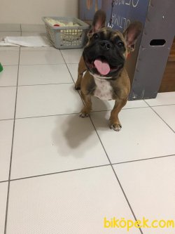 5 Aylık Aşırları Tam French Bulldog 2