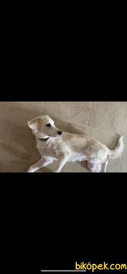 5 Aylık Beyaz Golden Eğitimli 3