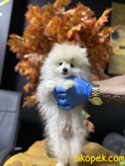 5 Aylık Beyaz Teddy 3