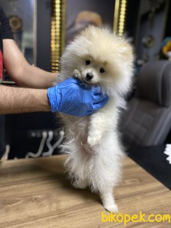 5 Aylık Beyaz Teddy 2
