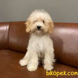 5 Aylık Dişi Apricot Toy Poodle Yavrumuz 2